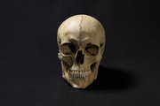 A koponya 3D-nyomtatással készült mása (kép forrása: National Geographic)