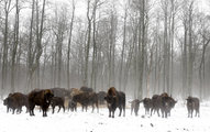 Bölények a kizárási zónában 2011-ben (kép forrása: Business Insider)