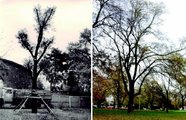 Egy átültetett japánakác új helyén, még megtámogatva, 1970-ben (bal oldali kép) és ugyanaz a fa egészségesen, jó állapotban 2009 őszén a városligeti parkban (Bercsek Péter felvételei)