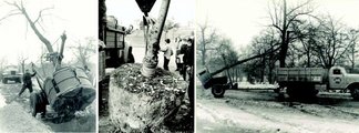 Átültetésre előkészített idősebb fák kiemelése és szállítása a szocialista korszakban, az akkor rendelkezésre álló technikai eszközökkel (Főkert Fotóarchívum, közreadta: Bercsek Péter)