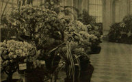 A kiállításon megfordult külföldi szakértők páratlannak mondották a főváros azalea- és rhododendron-gyűjteményét (Vasárnapi Újság, 1906. 19. szám)