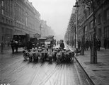 Birkák a Kingsway-en, 1926. (kép forrása: Rare Historical Photos)