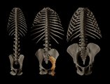 Összehasonlító ábra: bal szélen makákó, középen a Rudapithecus (a kérdéses csont sárgával jelzett), jobb szélen egy orangután felépítése (kép forrása: ng.hu / University of Missouri - Columbia)