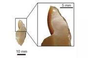 A vizsgált kőeszköz-fejek egyike (kép forrása: phys.org / K. Sano)