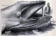 A bálna előkészítése a szállításhoz (kép forrása: Atlas Obscura / University of Toronto)