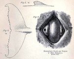 Struthers anatómiai rajzai az állat farkáról, illetve mellbimbójáról (kép forrása: Atlas Obscura / University of Toronto)