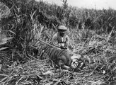1911, India, báró Vojnich Oszkár egy kilőtt bengáli tigrisssel