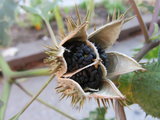 A csattanó maszlag termése (kép forrása: bbg.org)