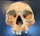 A kutatók által vizsgált koponyák egyike, a számozott részek alapján sorolták őket egyik vagy másik népcsoporthoz (kép forrása: LiveScience / Ann Ross / North Carolina State University)