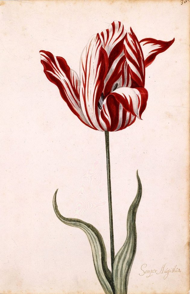 17. századi vízfestmény az egyik leghíresebb és legdrágább tulipánról, a Semper Augustusról