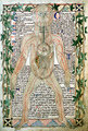 13. századi anatómiai rajz