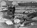 Leningrádi férfiak halottakat temetnek el a Volkovói temetőben (kép forrása: Wikimedia Commons)