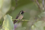 A kolibrifélék közül a Hylocharis xantusii tudományos elnevezése őrzi Xantus nevét