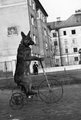 Egy kutya triciklizik az óbudai Raktár utcában (1938)