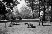 Egy kutya figyel egy nyulat a MÁLLERD (Magyar Állami Erdőgazdasági Üzemek) gödöllői kutyatelepén (1949)