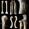 Csontleletek a sárrétudvari temetőből <br /><i>sci.u-szeged.hu</i>