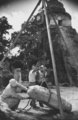Dr. Edwin M. Shook amerikai régész és munkásai egy sírkövet emelnek meg az I. Templom mészkő lépcsői előtt 1959-ben. Shook volt a vezetője a Pennsylvaniai Egyetem csapatának, amely megkezdte Tikal érdembeli régészeti feltárását.