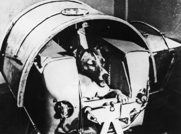 Lajka kutya, az első földi élőlény, amely Föld körüli pályára állt
