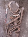 A megbolygatott franciaországi sírban fekvő csontváz közelebbről. A szakértők megállapították, hogy a holttest megmozdításakor annak ízületei még egyben voltak, és még ép volt a rekesz (koporsó), amelyben eltemették.