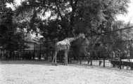 A zsiráfok – Sissinek hála – már a kezdetektől lakói az állatkertnek  (A kép 1940-ben készül, forrása: Fortepan/ Góg Emese)