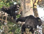 Csimpánzok Tanzániában – Jane Goodall több évtizedes megfigyelései során azt tapasztalta, hogy nem csak közösen vadásznak, hanem háborúznak is egymással a főemlősök