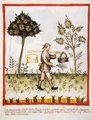 A Tacuinum Sanitatis című kézikönyv sajtkészítéssel foglalkozó egyik miniatúrája
