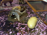 A mitikus vadon élő haggis, és feldolgozott formája (Wikipedia/Emoscopes)