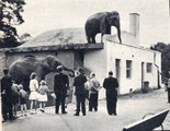 Elefántok a varsói állatkertben