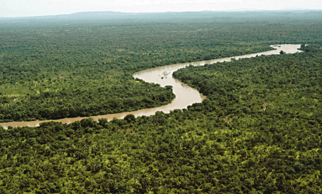 Az esőerdőkkel övezett Gambia folyó, Szenegál (Illusztráció)