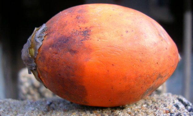 A bételdió (Forrás: Wikipedia / Banni Pulikottil / CC BY 2.5)