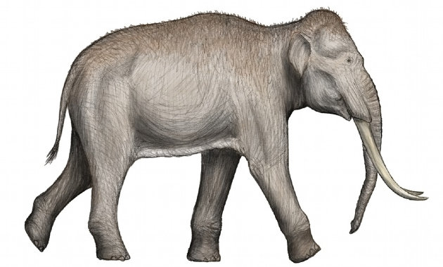 Amikor elefántok éltek Róma földjén – 400 ezer éves nyomokra bukkantak Casal...