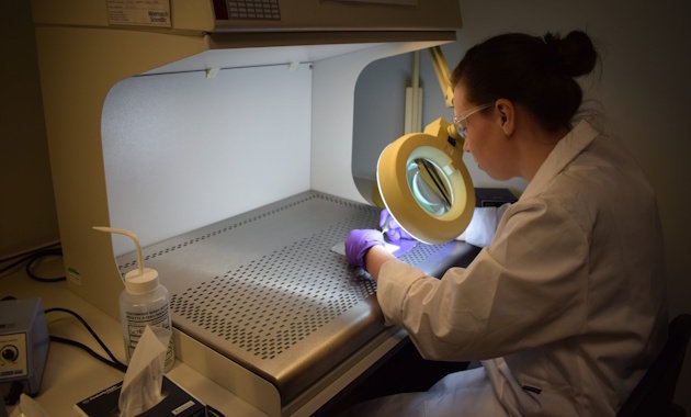 Csontvázak is bizonyítják a középkori társadalom mély tagozódását