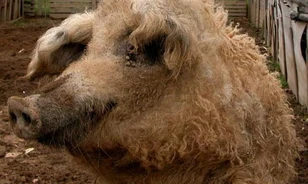 A mangalica sertésfajták története
