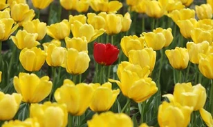 A középkorban érkezett a tulipán Európába