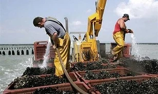 Ősembert fogott egy holland kagylóhalász