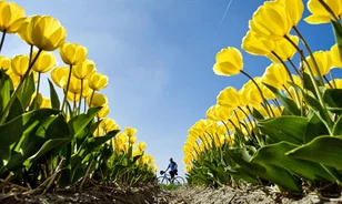 A mórok hozhatták a tulipánt Európába