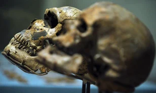 Állandó kiállítás nyílt az emberi evolúcióról