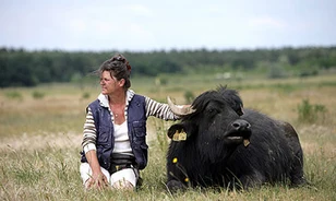 Ismét bivalyok legelésznek Berlinben