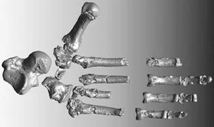 Mégsem lehet emberős az Ardipithecus