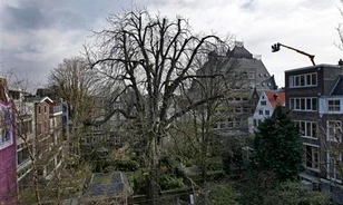 Kidöntötte a vihar Anne Frank gesztenyefáját