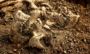 Etnikai tisztogatásnak estek áldozatul az oxfordi vikingek