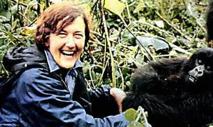 25 éve gyilkolták meg a gorillák védelmezőjét