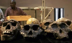 A Homo erectus lehetett a történelem első szakácsa