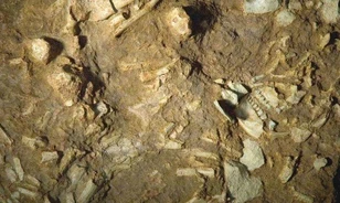 
	Változatos menüje volt a neandervölgyinek
