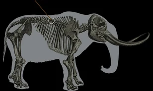 
	Hamarabb kezdődhetett a megafauna összeomlása
