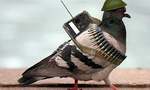 
	Postagalamb őrizte a világháborús titkos kódot
