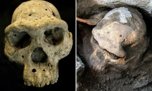
	Teljesen átírhatja egy koponya az emberi evolúciót
