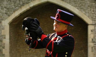 
	Róka sodorta veszélybe a brit monarchiát
