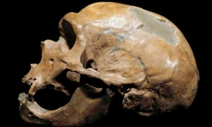 
	Nagy szexuális étvágya volt a neandervölgyinek
