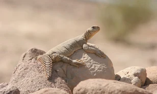 Gyíkot ettek a középkori arabok
